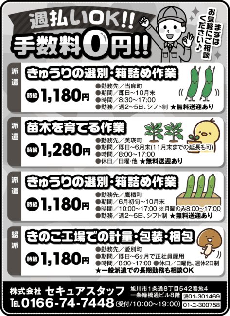 きゅうりの選別・箱詰め作業[派]